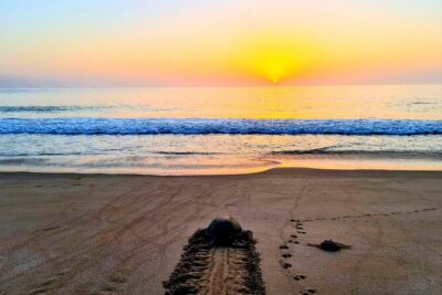 2-day Private Tour to Ras Al Hadd