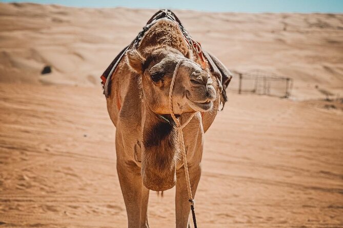 2-Day Private Wahiba Sands Desert Camping Tour from Muscat - Wadi Shab is the active centerpiece