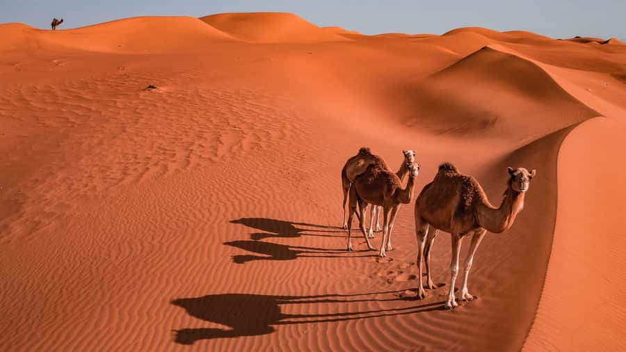 2 Days and 1 Night Private Wahiba Sands Desert with Wadi - Is $450 per person good value?