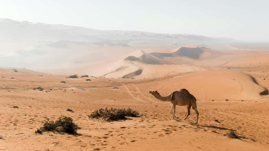 2 Days and 1 Night Private Wahiba Sands Desert with Wadi - Wadi Bani Khalid: a cool start before the sand