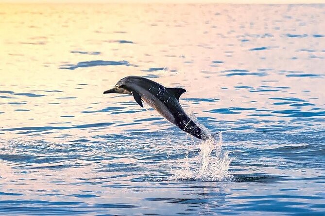 2 Hour Dolphin Watching Experience in Muscat - Key points before you book