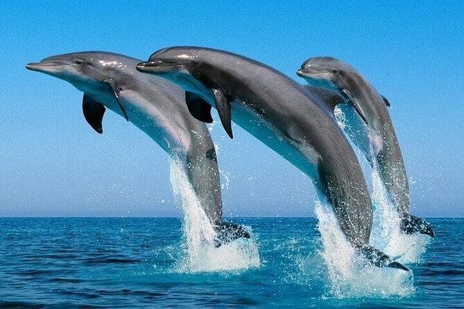 2 Hour Dolphin Watching Experience in Muscat - Why Muscat works so well for dolphin watching