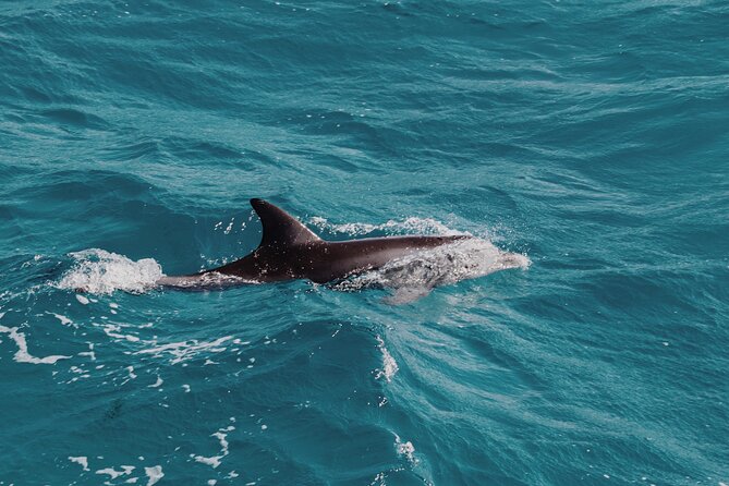 2 Hour Dolphin Watching Experience in Muscat - The best part: respectful wildlife watching