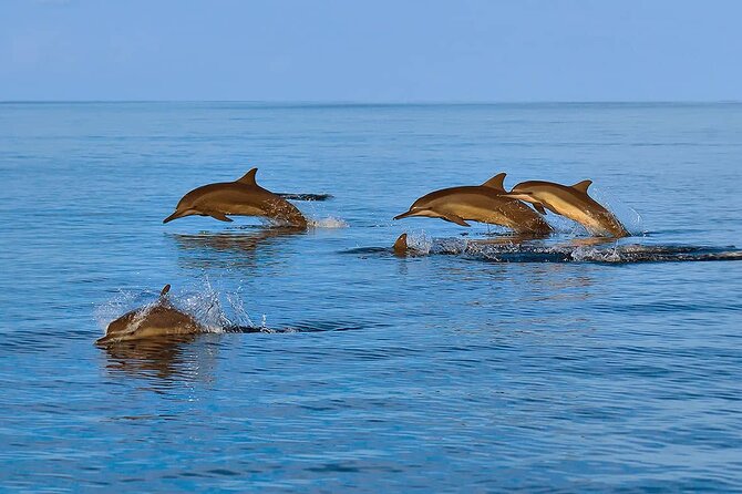 2 Hour Dolphin Watching Experience in Muscat - Coast views add value when the sea is quiet