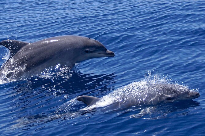 2 Hours Dolphin Watching Cruise in Muscat - Key points at a glance