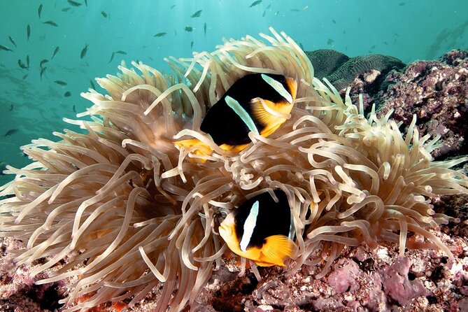 2 Hours Private Scuba Diving Activity in Qantab Beach - The first part: meeting the instructor and fitting your equipment
