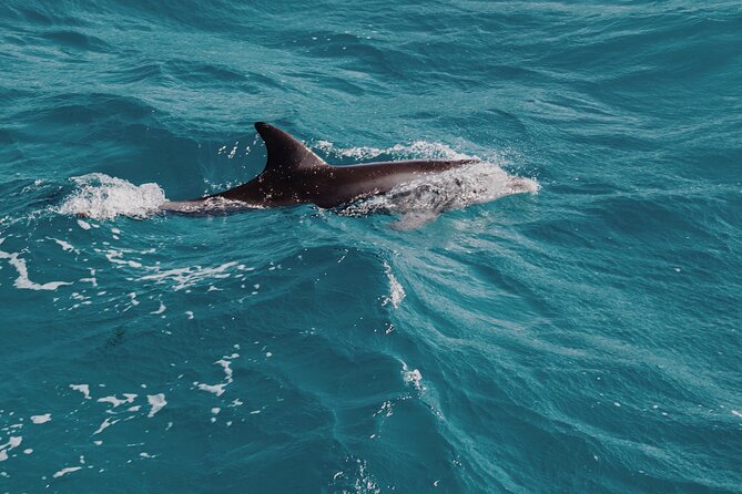 3-Hr Private Snorkeling and Dolphin Watching Tour at Muscat - Why this Muscat boat trip works well