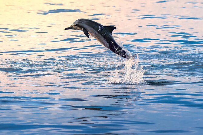 3-Hr Private Snorkeling and Dolphin Watching Tour at Muscat - Finishing with a swim at a sunny beach