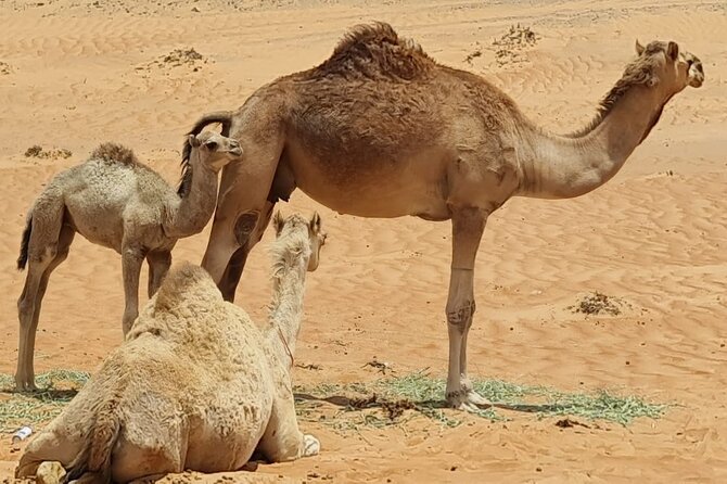 5-Days Private Oman Tour – Mountains, Deserts & Coastline - What the $1,591 price really includes