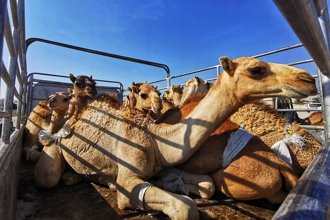 5 Hours of Salalah City Best | Private Tour - Al Haffa Beach and the road through Salalah