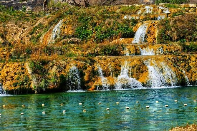 8 Hours of Salalah Best: East & West Private Tour - Frankincense trees in their natural setting