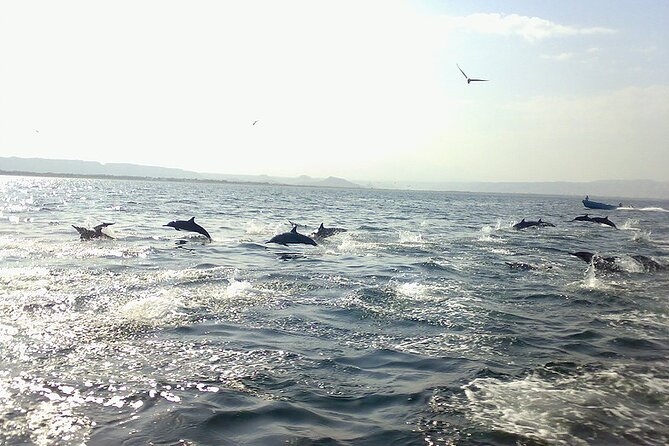 Amazing Dolphin Watching Tour In Muscat - Two hours on the Muscat Sea