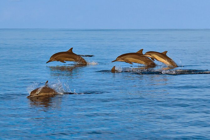 Amazing Dolphin Watching Tour In Muscat - Is $54 good value?