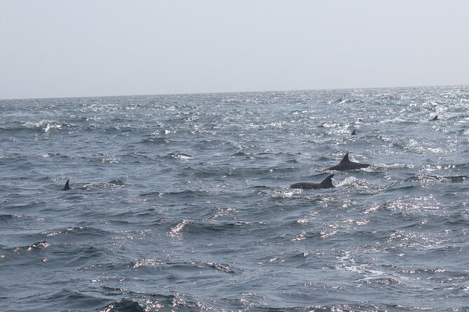Amazing Dolphin Watching Tour In Muscat - Who will enjoy this most?