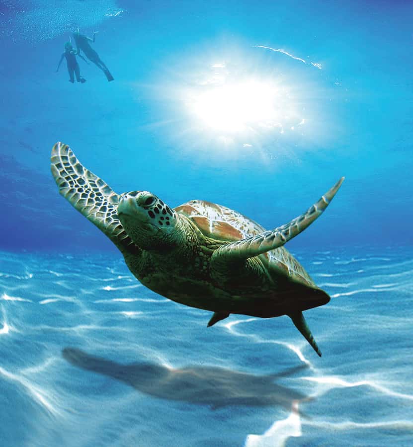 Bandar Al Khayran Jorney: Group Tour with Snorkeling - Leaving Muscat from Marina Bandar Al Rowdha