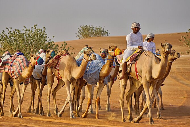 Bediyah: Camel Safari through the Wahiba Sands Desert - Meeting the camels in Bidiyah