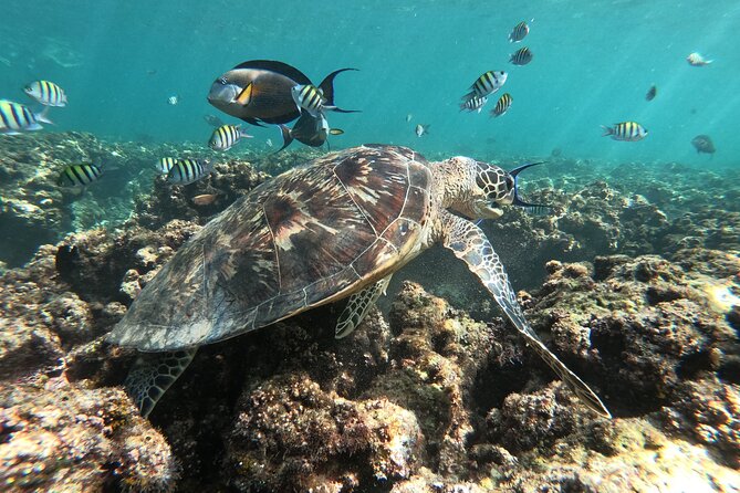 Cruises to Daymaniyat & Snorkeling - Weather cancellations and planning around the trip