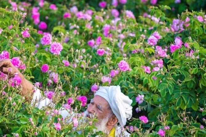 Damascus Roses - Discover the secrets of Al Jabal Al Akhdhar - Seeing local rose distillation
