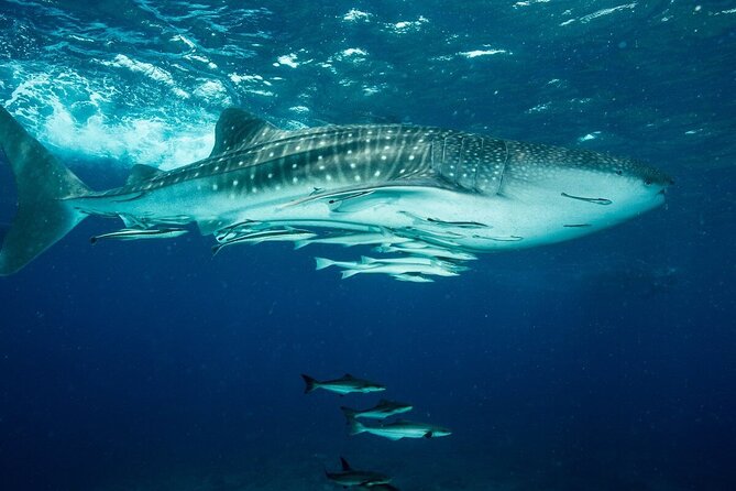 Daymaniyat island Natural Reserve and Dolphin Watching - A beach picnic, with a seasonal catch