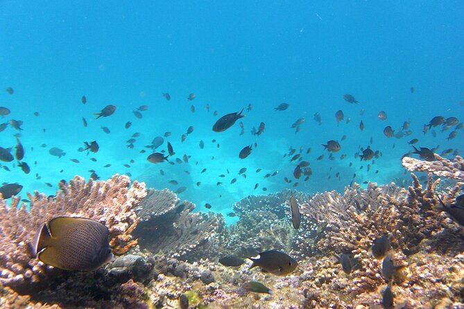 Daymaniyat island Natural Reserve and Dolphin Watching - Cruising around the islands for 15 minutes
