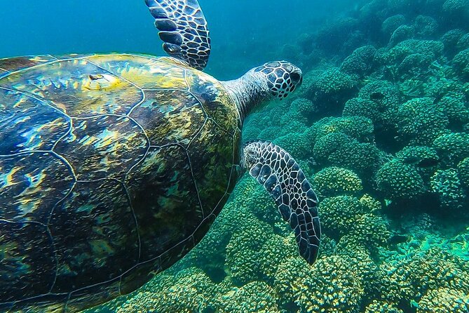 Daymaniyat island Natural Reserve and Dolphin Watching - Returning along Muscats coast