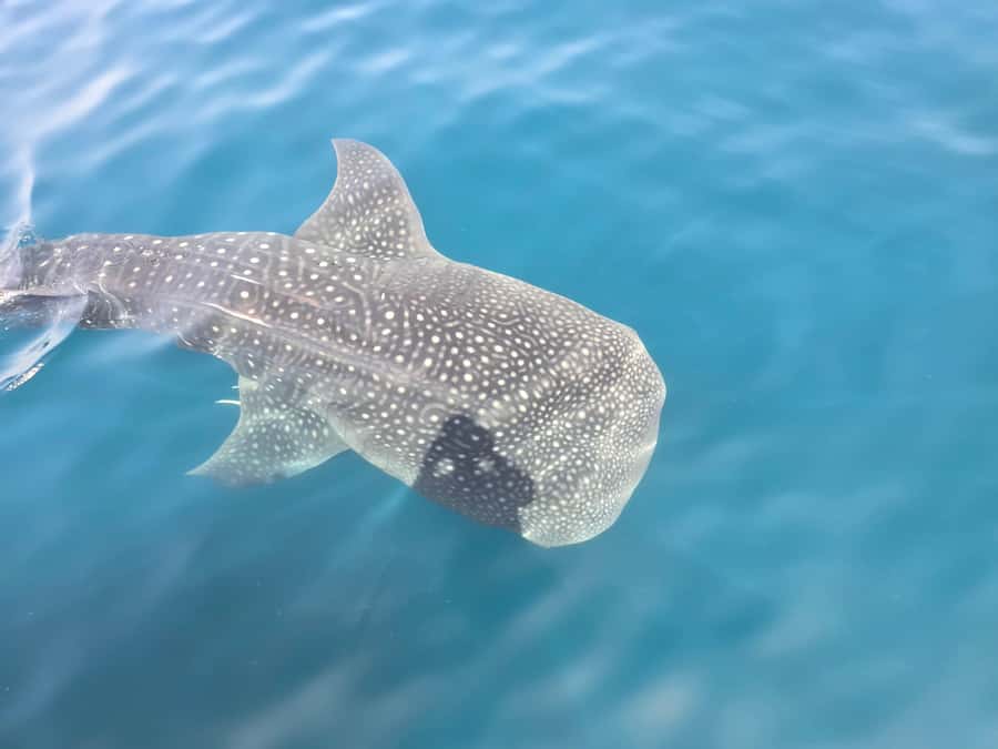 Daymaniyat Island: Snorkelling Tour with Tasty Lunch - Why Daymaniyat Islands are worth your morning