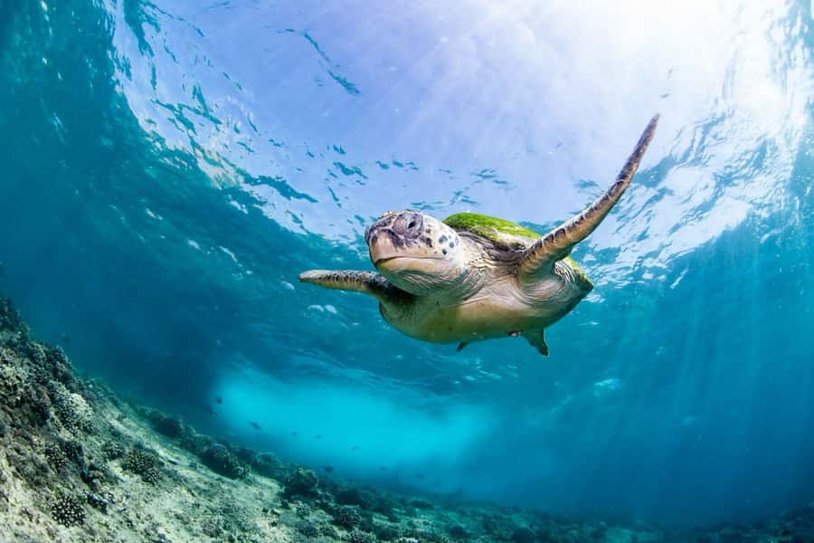 Daymaniyat Island: Snorkelling Tour with Tasty Lunch - The first snorkelling stop, where turtles are easiest to find
