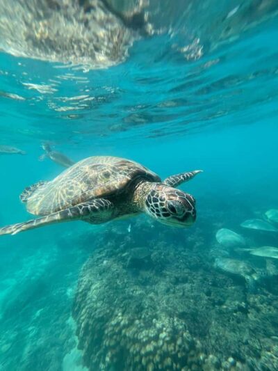 Daymaniyat Island: Snorkelling Tour with Tasty Lunch