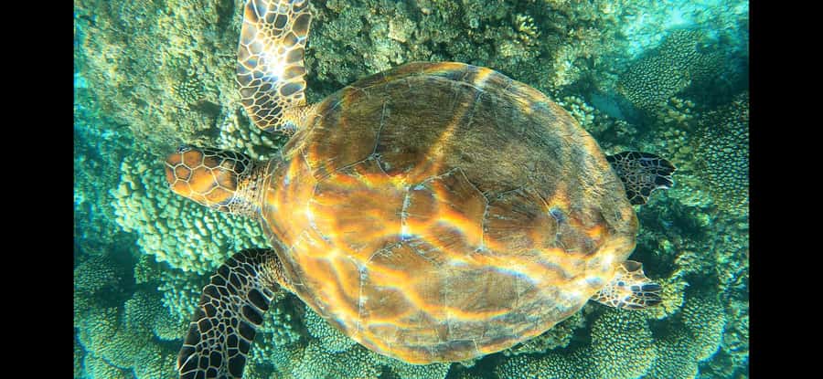 Daymaniyat Island: Snorkelling Tour with Tasty Lunch - Snacks, drinks, and a useful break between swims