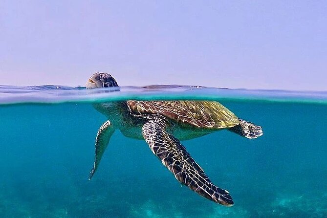 Daymaniyat Islands Snorkeling Half-Day Tour - How the guides shape the day