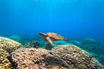 Daymaniyat Islands Snorkeling Sharing Trip