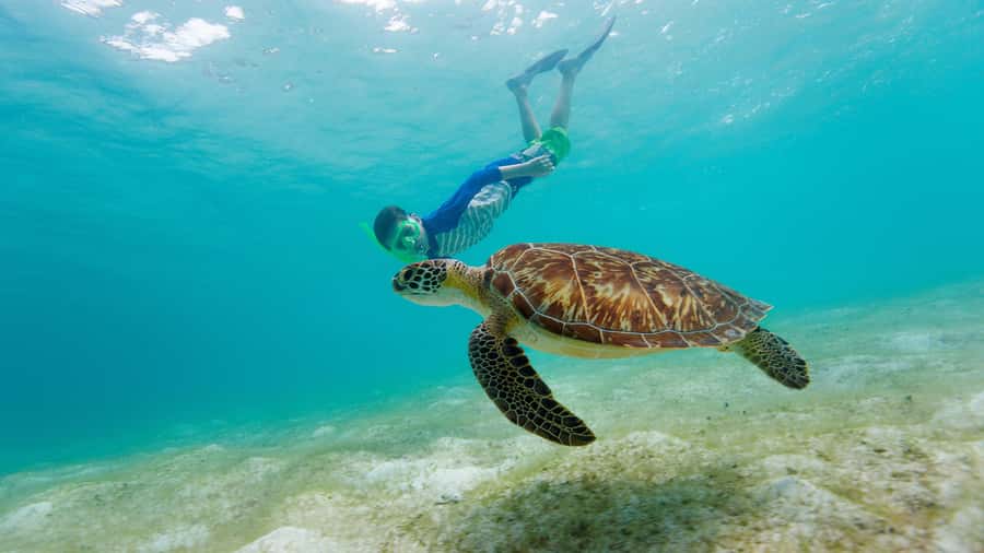 Daymaniyat Islands Snorkeling Small Group Turtles - From Seeb Port to open water