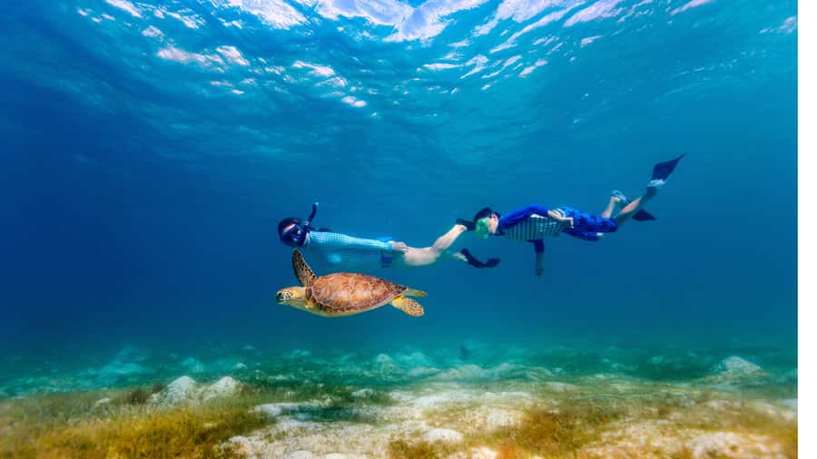 Daymaniyat Islands Snorkeling Small Group Turtles - Snorkeling with turtles and reef fish