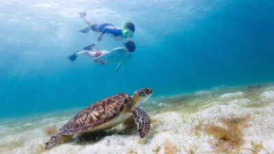 Daymaniyat Islands Snorkeling Small Group Turtles