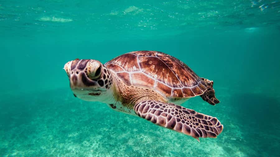 Daymaniyat Islands Snorkeling Small Group Turtles - What the three-hour reserve visit feels like