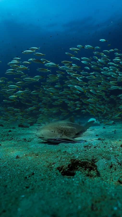 Daymaniyat Islands Snorkeling Small Group Turtles - Should you book the Daymaniyat Islands trip?
