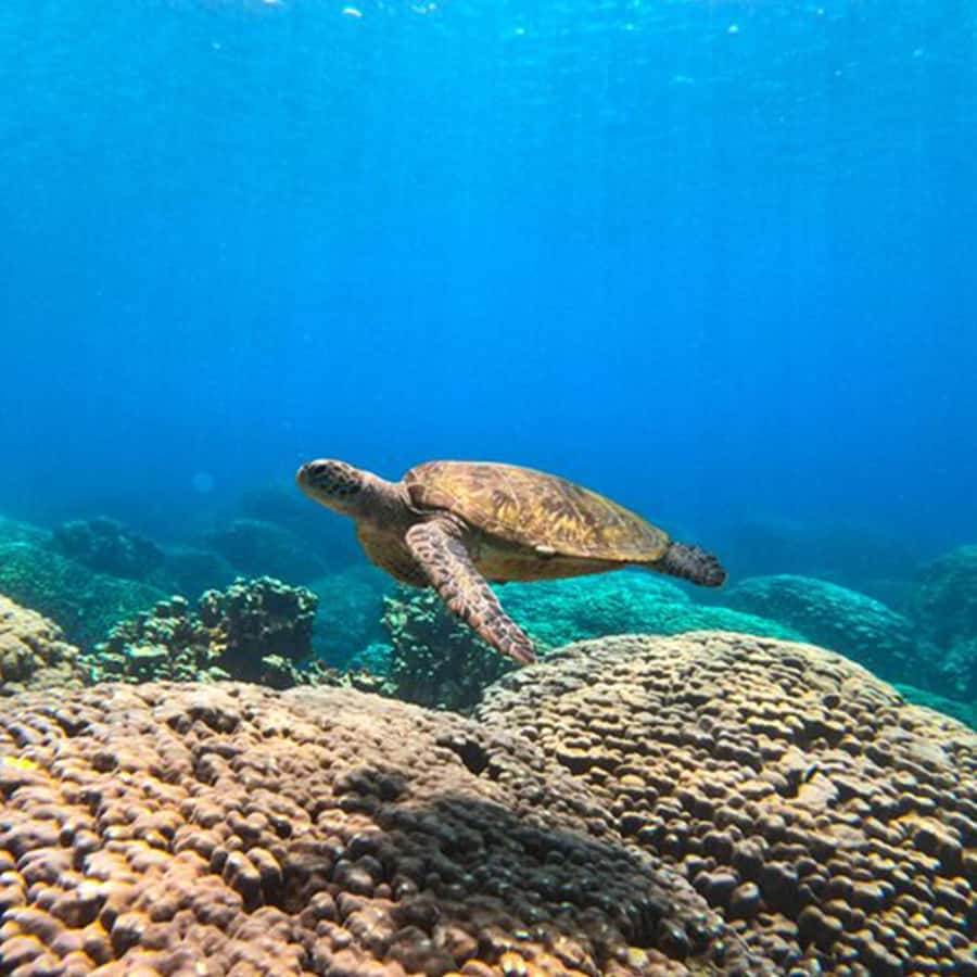 Daymaniyat Islands Snorkeling with Picnic Lunch - Key things to know before you go