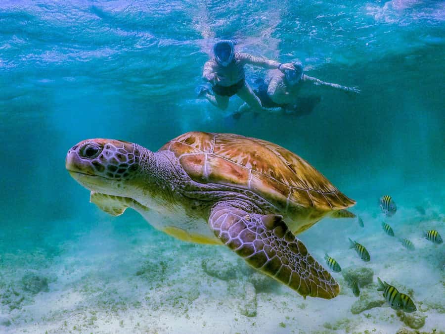 Daymaniyat Islands Snorkeling with Picnic Lunch - Coral Garden and the pleasure of unhurried water time