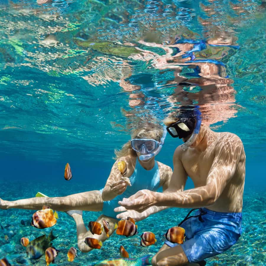 Daymaniyat Islands Snorkeling with Picnic Lunch - Picnic lunch, fruit, and the comfort factor