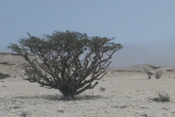 Desert Safari in the Rub al Khali - The Rub al Khali is the main event