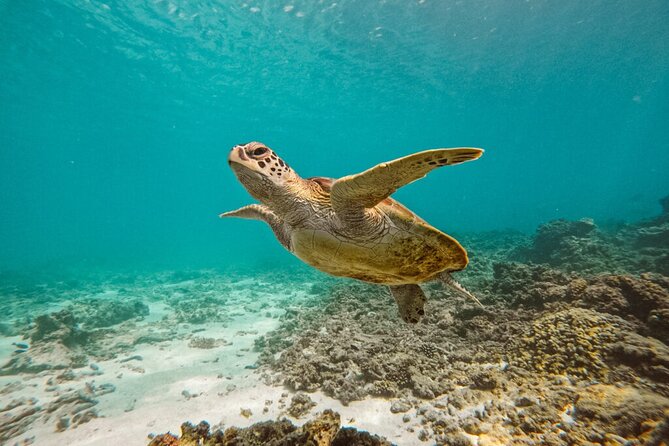 Dimaniyat Island Tour on Glass Bottom Boat (Muscat) - Why the Dimaniyat Islands make a good half-day trip