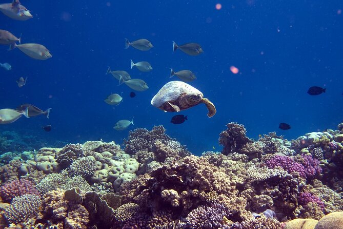 Dimaniyat Island Tour with Snorkeling - Leaving Al Mouj Muscat at 8:30 am