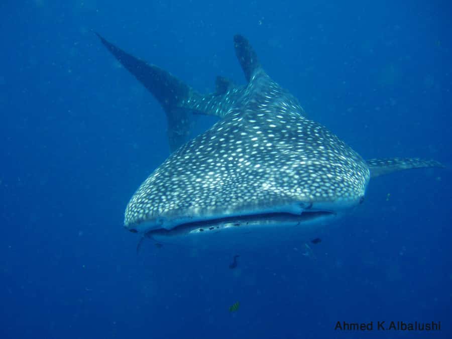 Dimaniyat Islands Scuba Diving Trip - Key points before you book
