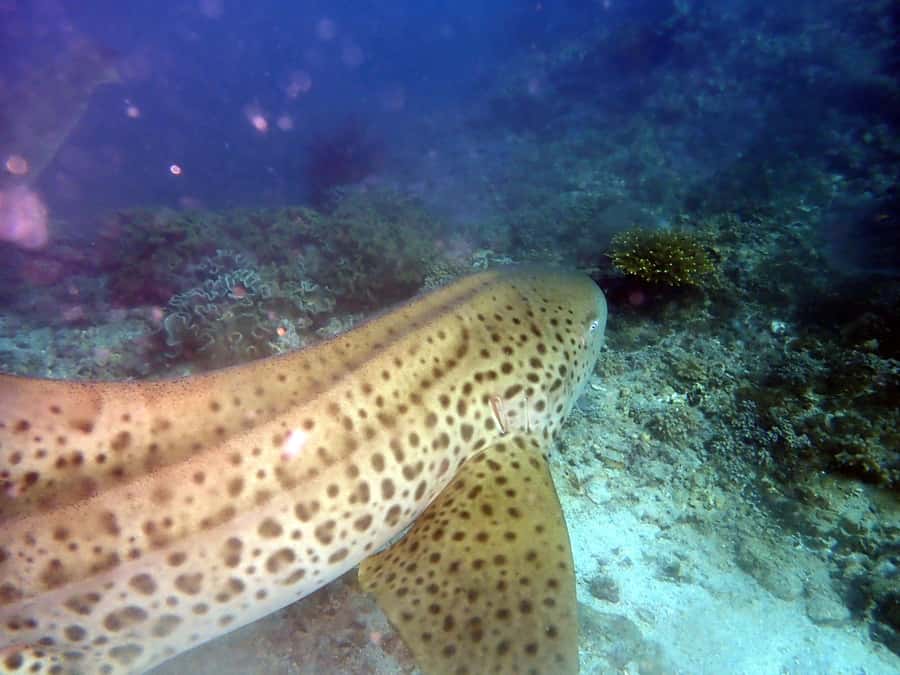 Dimaniyat Islands Scuba Diving Trip - Meeting at Alseeb Marina at 8:00 AM