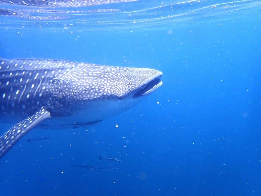 Dimaniyat Islands Scuba Diving Trip - Moving to the second island site