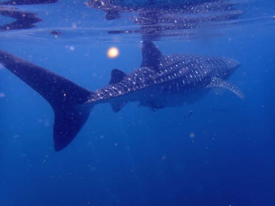 Dimaniyat Islands Scuba Diving Trip - Who will enjoy this most