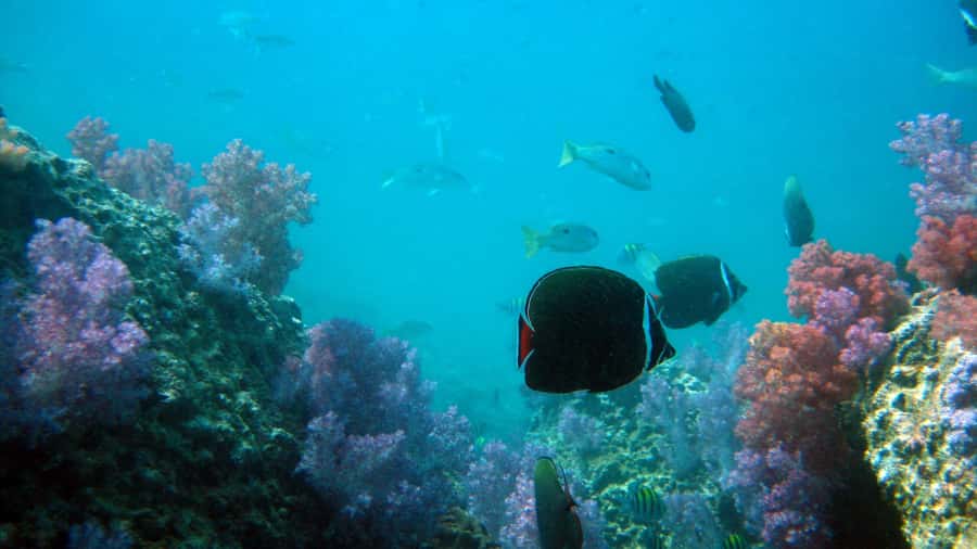 Dimaniyat Islands Scuba Diving Trip - Booking flexibility and small practical details