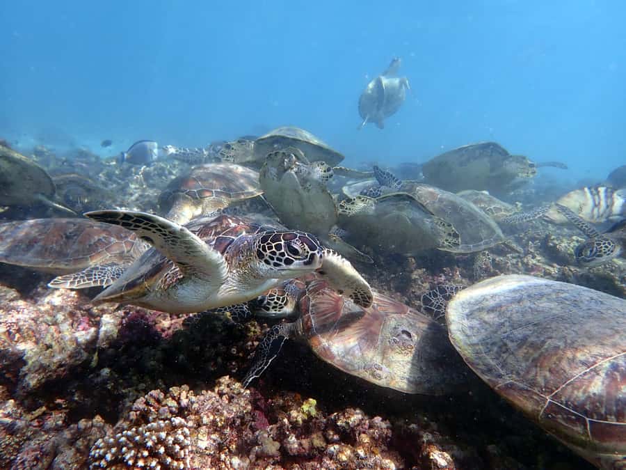 Dimaniyat Islands Scuba Diving Trip - The 30-minute ride to the nature reserve