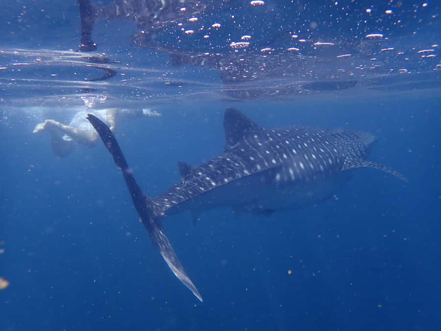 Dimaniyat Islands Snorkeling Trip - Turtle City and the first hour in the water
