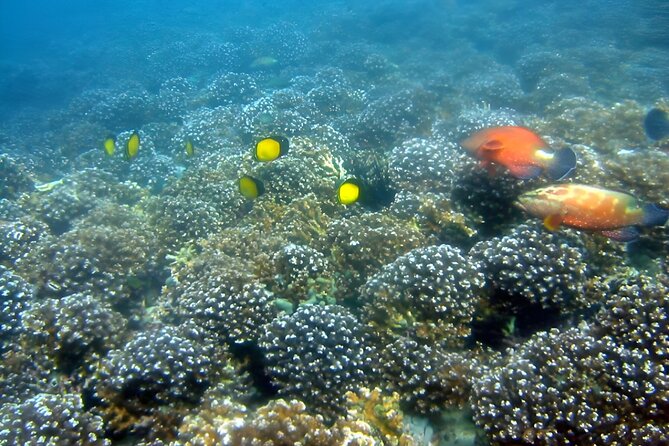 Dolphin Watching and Snorkeling Activity in Muscat - Starting at Marina Bandar Al Rowdha at 9:45 am